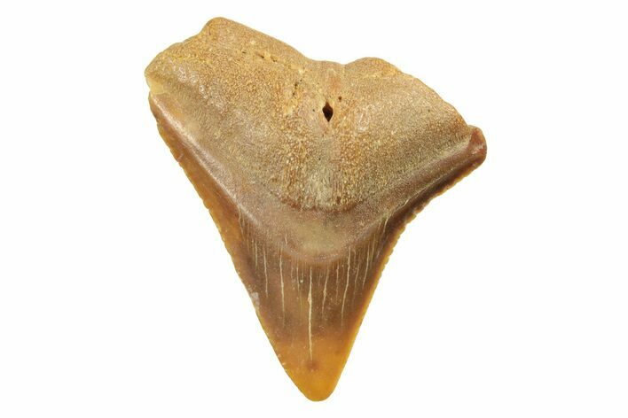 Fossil Bull Shark Tooth (Carcharhinus) - Unusual Location #259478